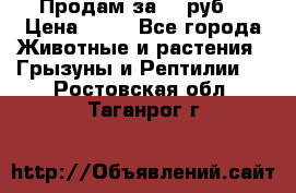 Продам за 50 руб. › Цена ­ 50 - Все города Животные и растения » Грызуны и Рептилии   . Ростовская обл.,Таганрог г.